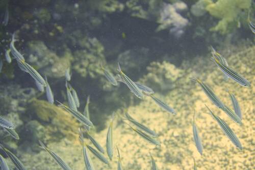Striated Fusilier — seen at this dive site