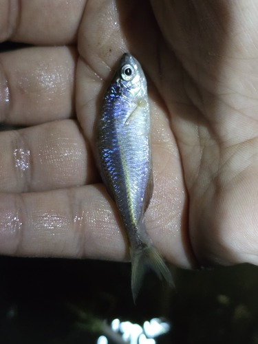 Acheilognathus imberbis — Cyprinidae — 3