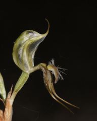 Pterostylis setifera