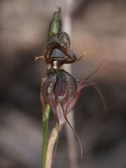 Pterostylis maxima