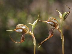 Pterostylis maxima