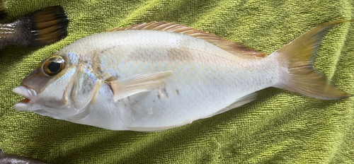 Barred-face spine-cheek (Scolopsis monogramma) — Nemipteridae — 2