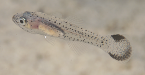 Pseudamia observed 2024-11-11