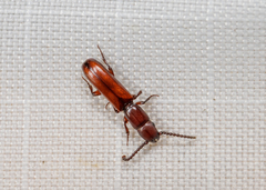 Taphroscelidia linearis