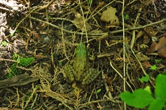 Lithobates clamitans