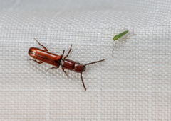 Taphroscelidia linearis