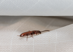 Taphroscelidia linearis