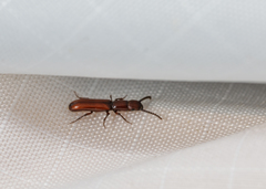 Taphroscelidia linearis