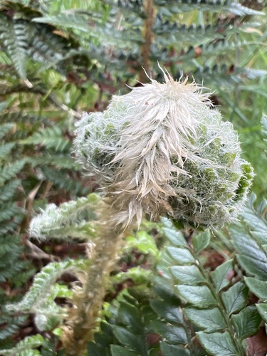 Polystichum hillebrandii observed 2024-11-11