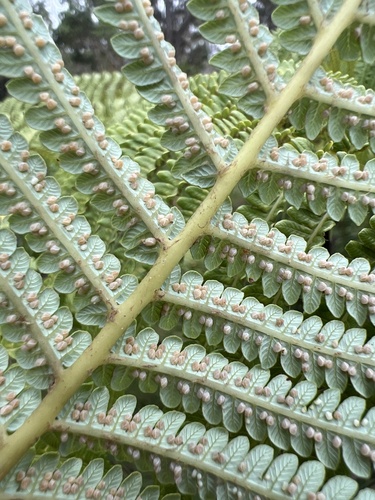 Cibotium glaucum