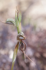 Pterostylis maxima