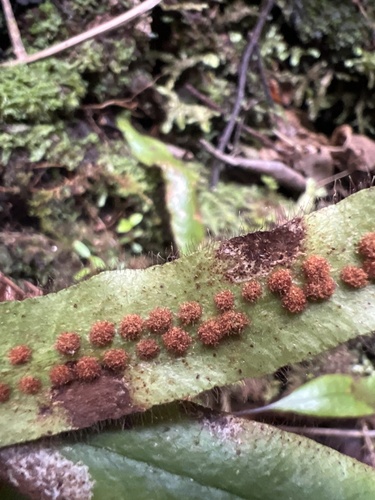 Oreogrammitis hookeri observed 2024-11-11