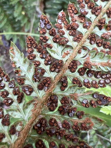 Polystichum hillebrandii observed 2024-11-11