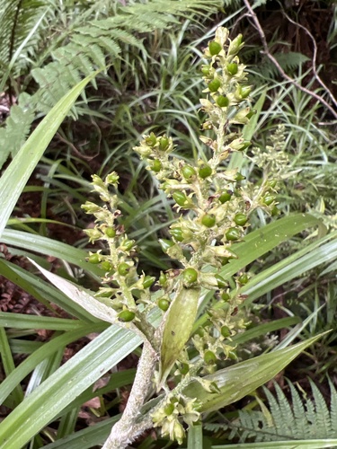 Astelia menziesiana observed 2024-11-11