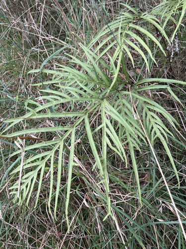 Pteris hillebrandii observed 2024-11-11