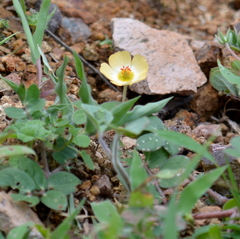 Kallstroemia rosei