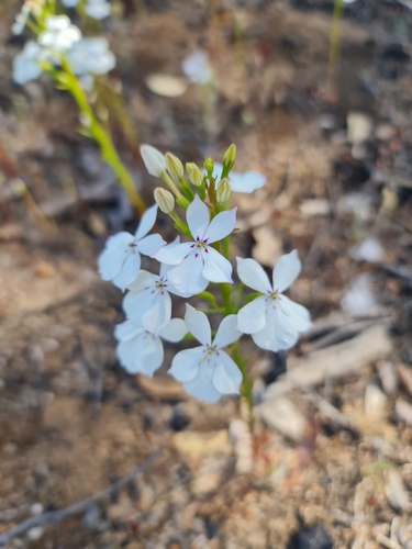 Image of Woodbridge Poison (Isotoma hypocrateriformis) by (c) Belinda Forbes, some rights reserved (CC BY)