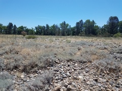 Eriogonum wrightii trachygonum