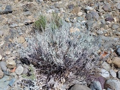 Eriogonum wrightii trachygonum