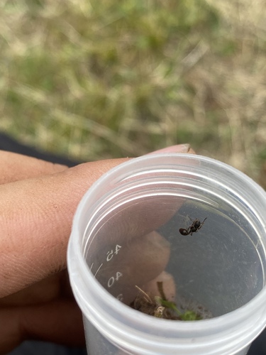 阿富汗红蚁Myrmica afghanica