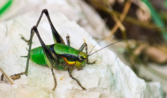Eupholidoptera schmidti