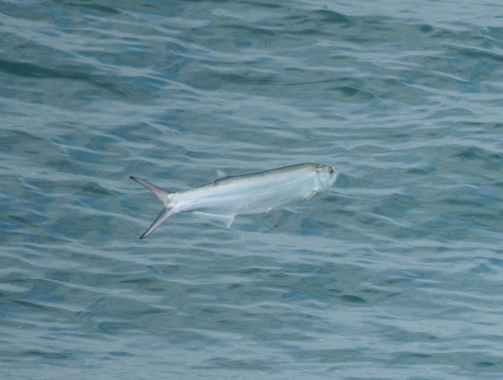 Whitefin wolf-herring (Chirocentrus nudus) — Chirocentridae