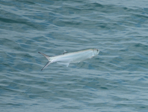 Whitefin wolf-herring (Chirocentrus nudus) — Chirocentridae