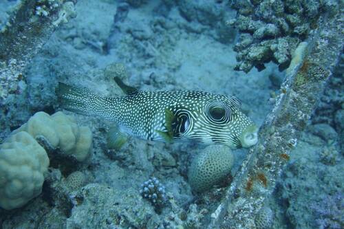 White-spotted Puffer — seen at this dive site