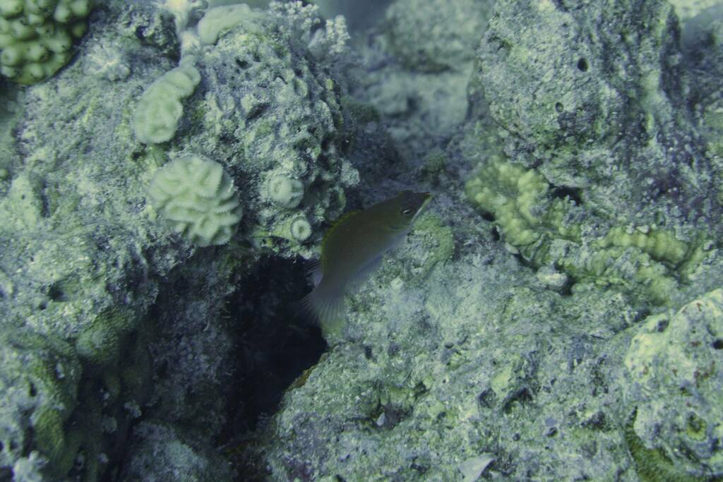 Disappearing wrasse