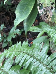 Ranitomeya reticulata