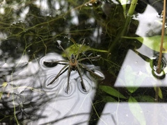 Dolomedes facetus