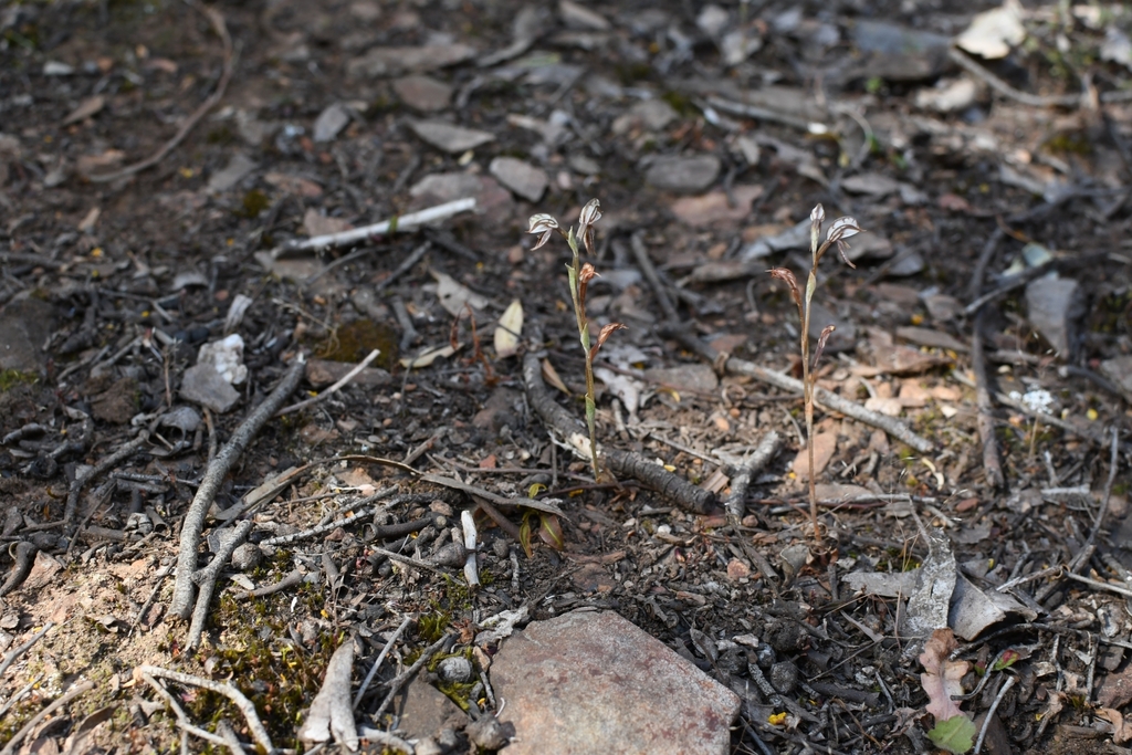 Pterostylis perculta