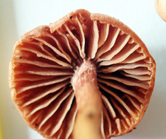 Laccaria paraphysata