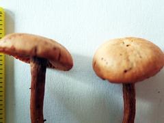 Laccaria paraphysata