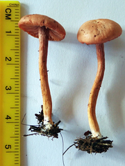 Laccaria paraphysata