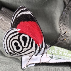 Diaethria clymena