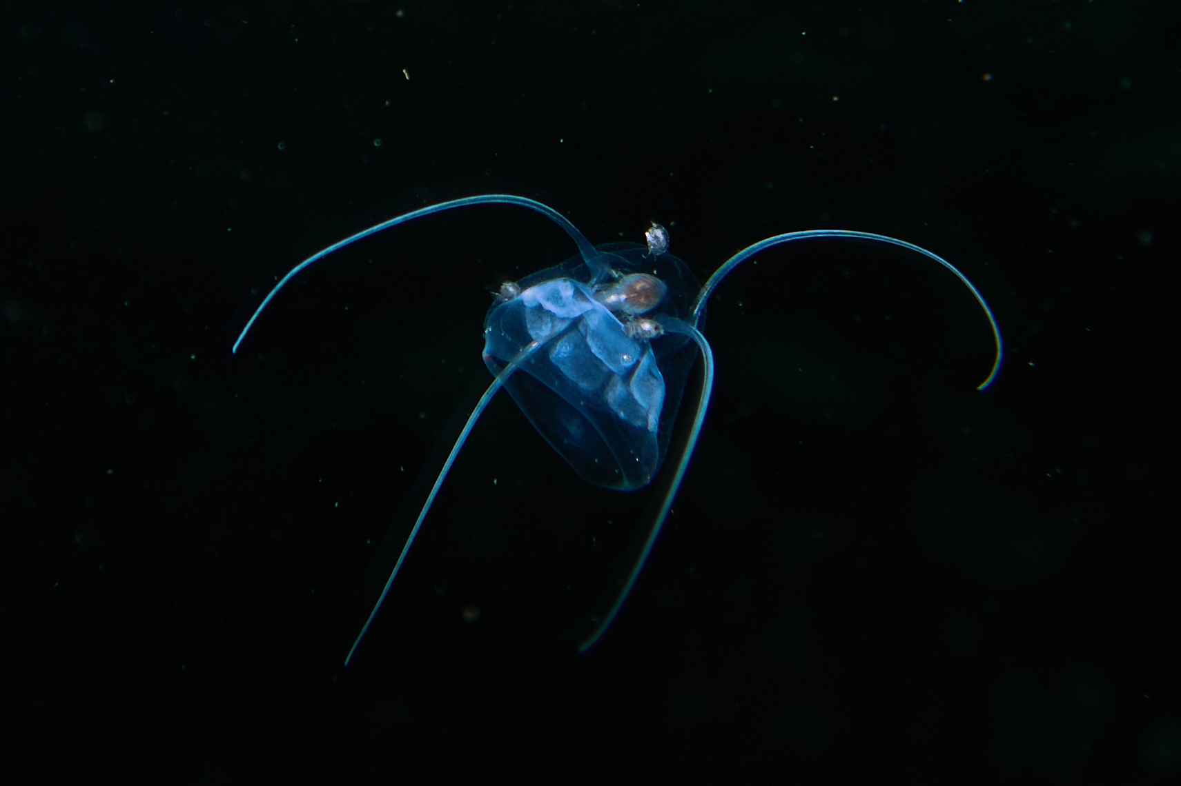 Solmundaegina nematophora Lindsay, 2017