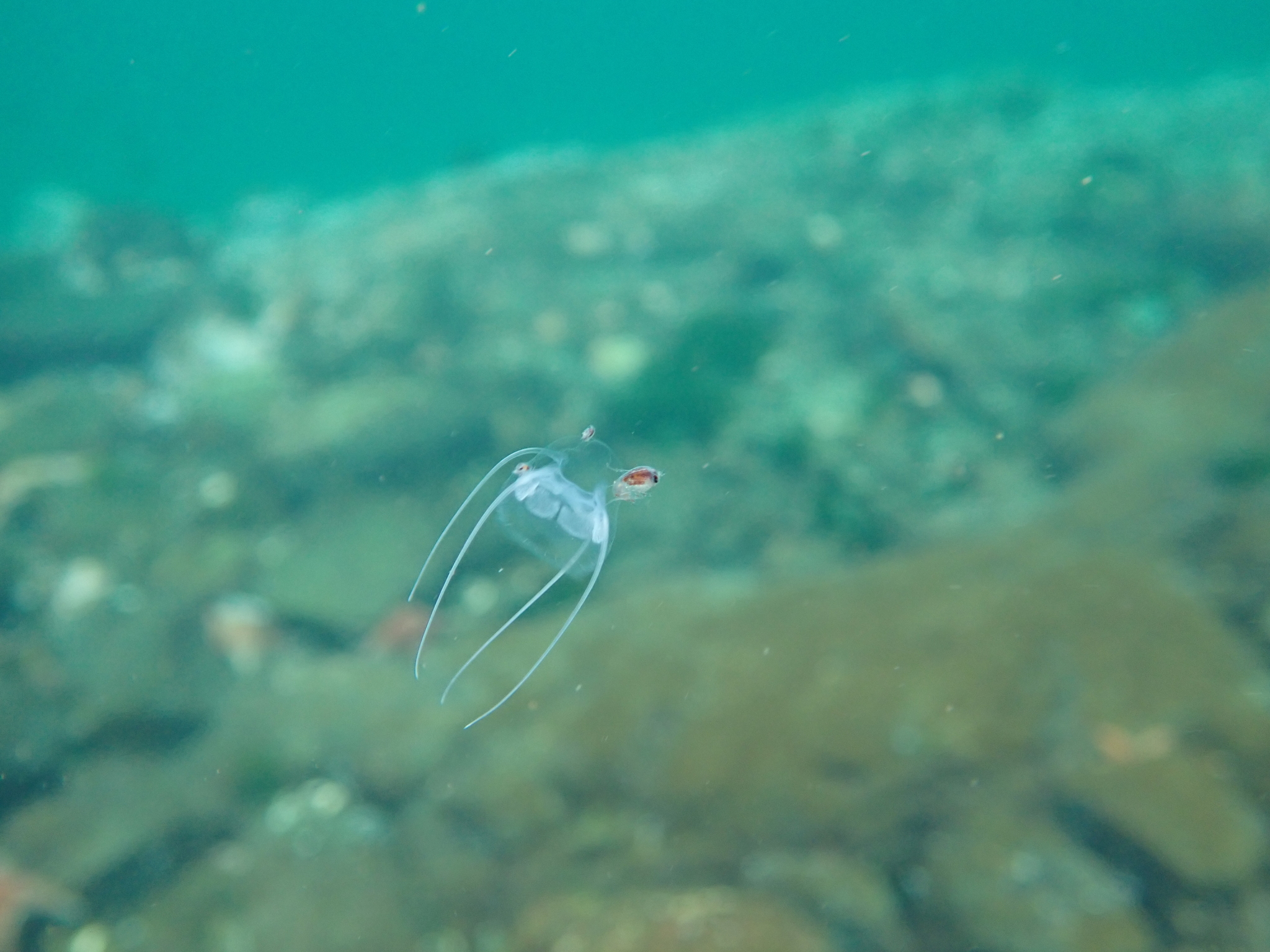 Solmundaegina nematophora Lindsay, 2017