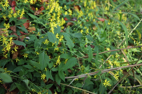 Senecio scandens iNat (3)
