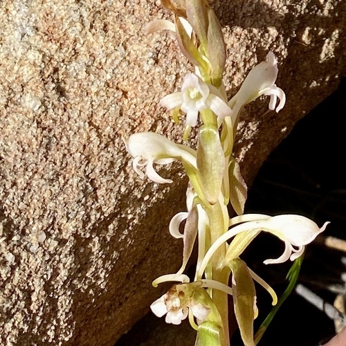 Slanghoek Satyre (Satyrium situsanguinum)