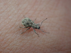 Calomycterus setarius