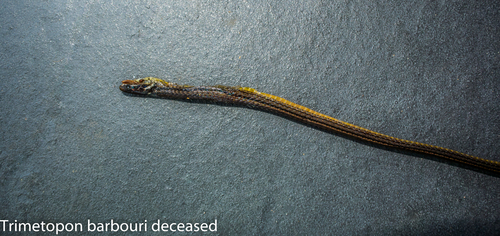 Barbour's Tropical Ground Snake