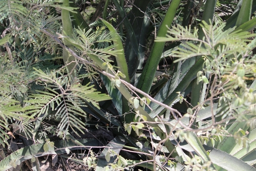 Agave funkiana