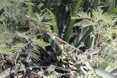 Agave funkiana
