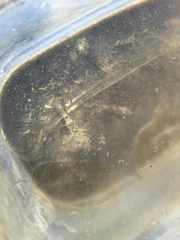 Crangon septemspinosa