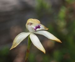 Caladenia hildae