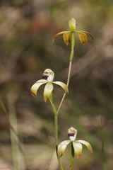 Caladenia hildae