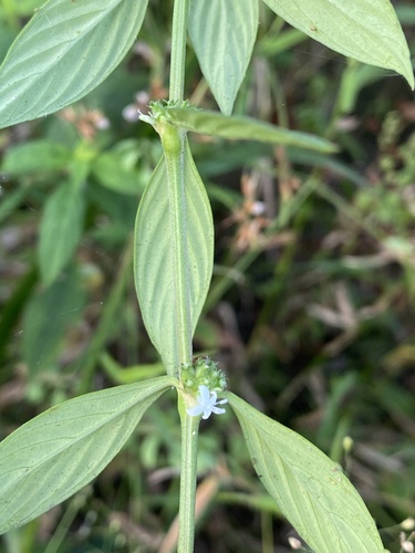 Spermacoce remota observed 2024-11-12