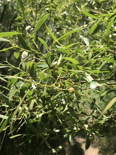 iNaturalist observation photo of Willow Apple Gall Sawfly