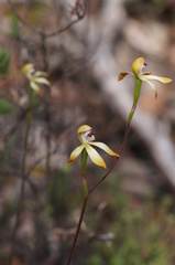 Caladenia hildae